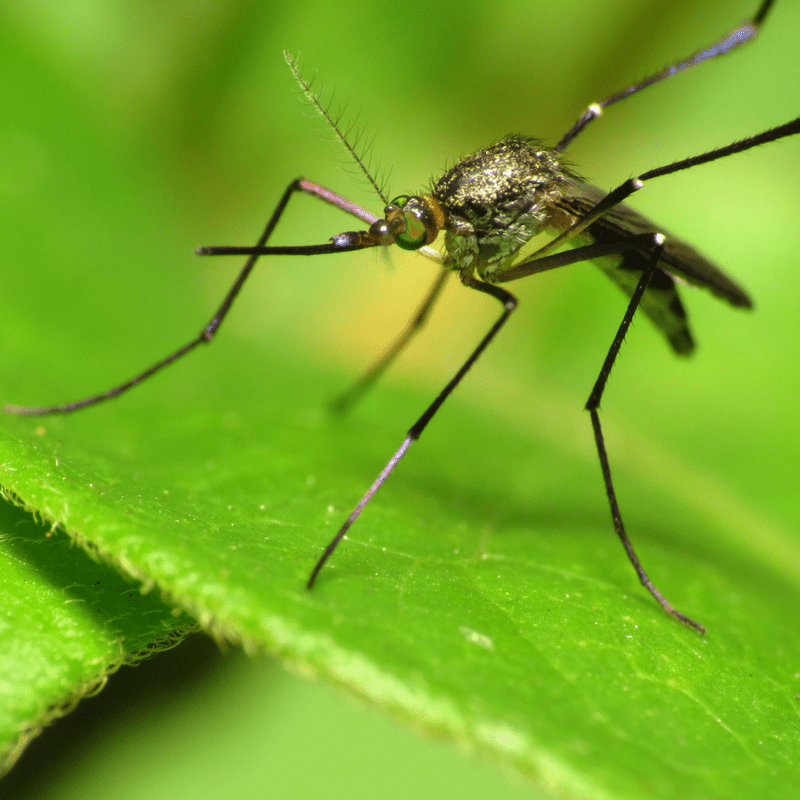 Why Do Mosquitoes Keep Hanging Around Your Backyard?