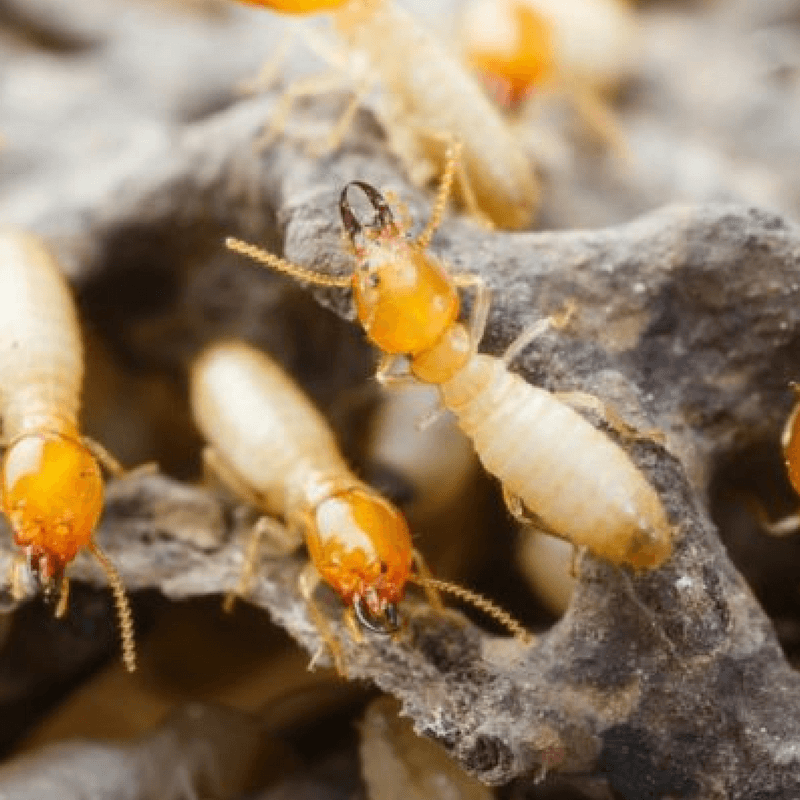 Termites vs. Cockroaches: Similarities & Differences