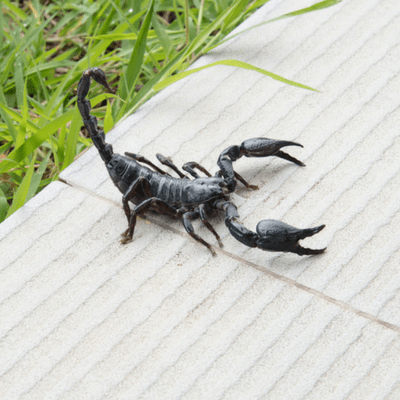 Scorpions can end up in your yard.