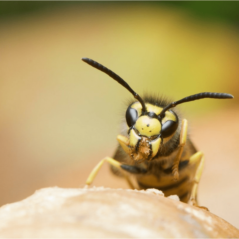 Yellow Jackets in the Carolinas: How To Control Them