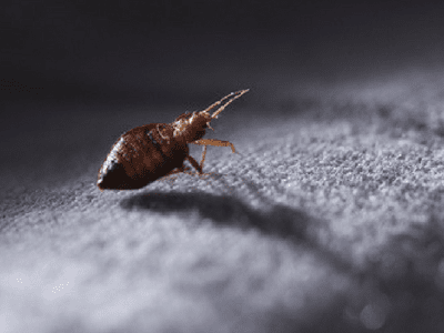 Bed Bug infestation North Carolina