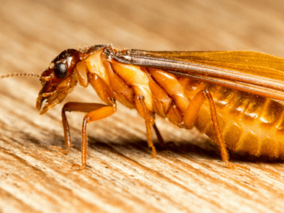 Termites in Carolina