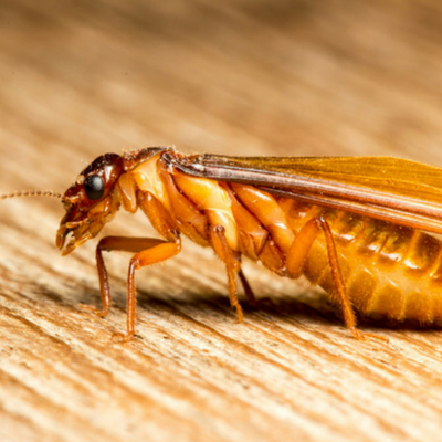 Termites in Carolina