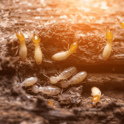 Termites infest your home