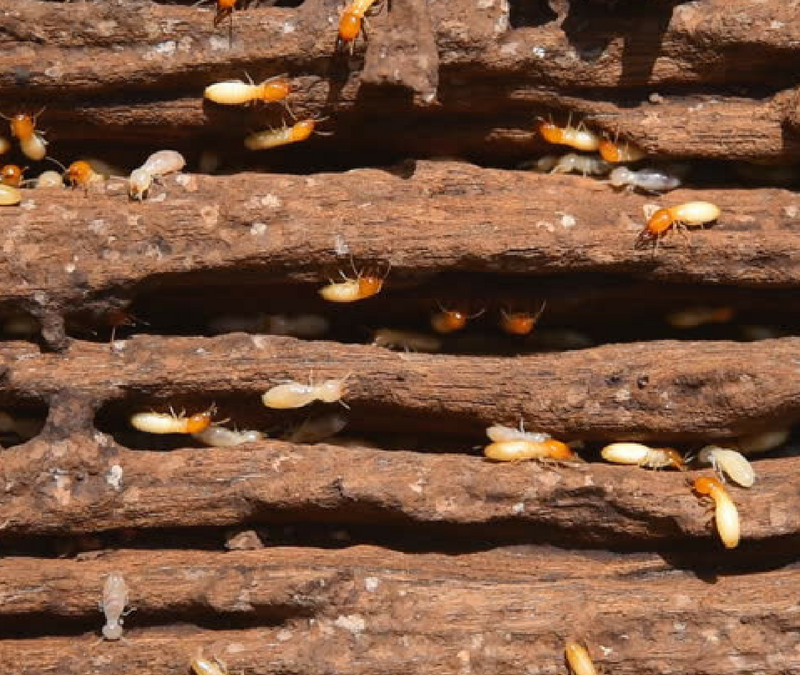 Termites inside wood in house
