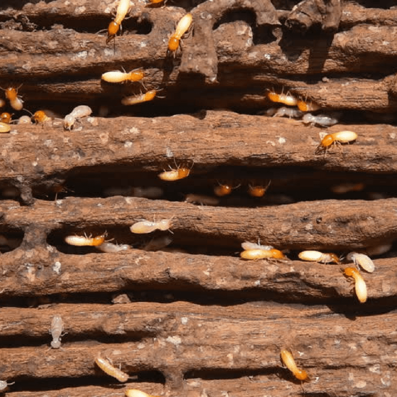 The Fascinating World of Termites
