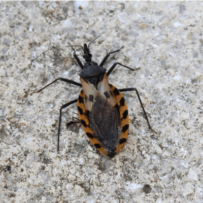 kissing bug