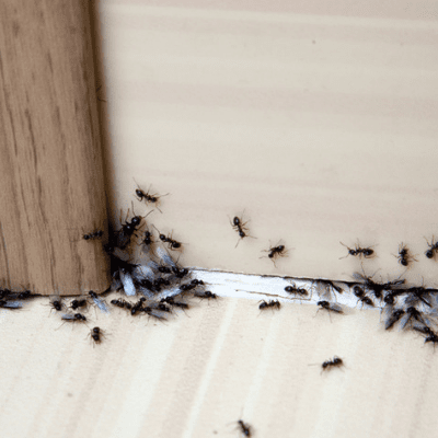 fall pest control, keep ants out