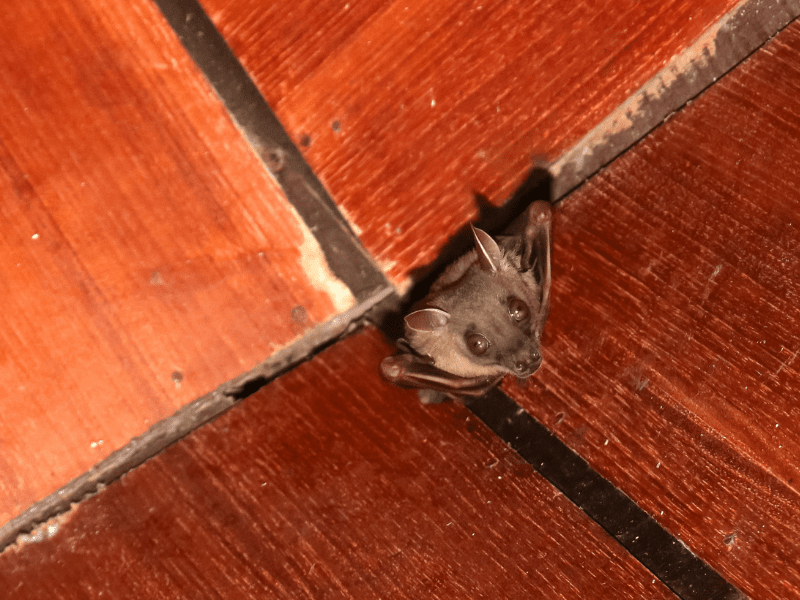 bat in house