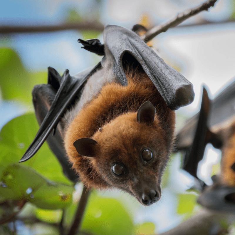 Five Reasons To Keep Bats Where They Belong: Outside