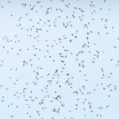 post-storm pests mosquitos