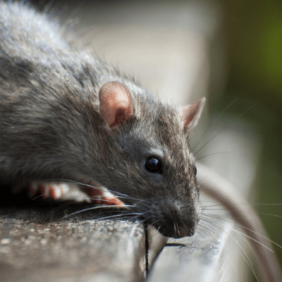 post-storm-pests rats