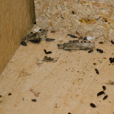  mice droppings sign of mice