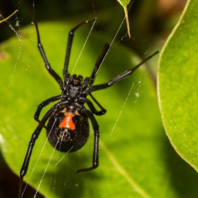 black widow spider, spiders