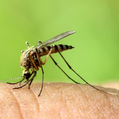 mosquito repellant