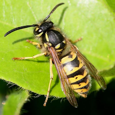 capcană artizanală pentru insecte, viespi, albine