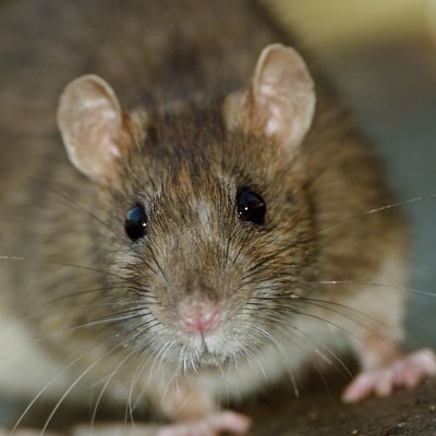 pest control for mice, South Carolina