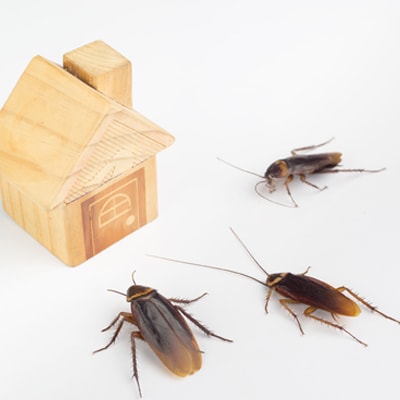  cockroach infestation