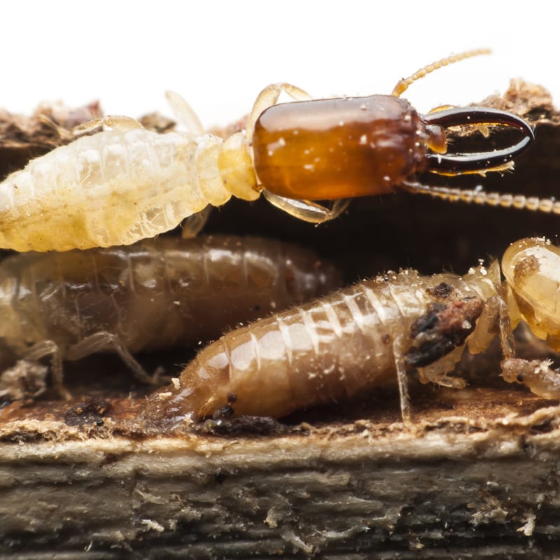 ways to get rid of termites
