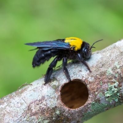 Carpenter bees burrow into wood damaging structures in Monroe NC