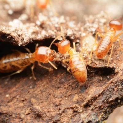 Wood-Destroying Insects In Charlotte | Cramer Pest Control