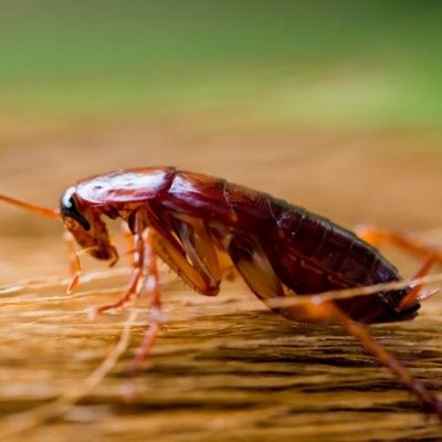 There are many pest control myths about cockroaches, but don't be fooled. Protect your Greenville, SC home today!