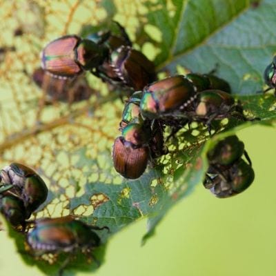 Japanese beetles are a common lawn pest that can defoliate trees and damage plants in your Fort Mill, SC lawn.