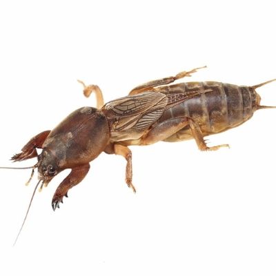 Mole crickets are a common lawn pest that can cause extensive damage to your Spartanburg, SC lawn.