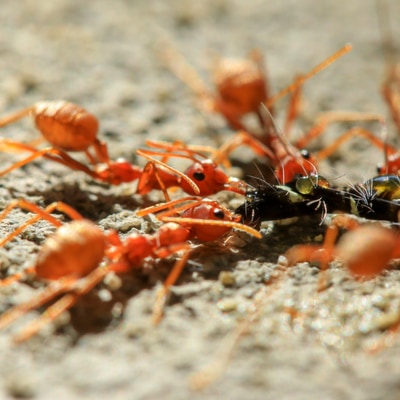 Fire ants are some of the worst residential pests here in Charlotte, NC, making residential pest control a must.