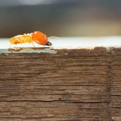 Check your beams and foundation for termite activity in your real estate pest control checks here in South Carolina.
