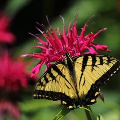 Planting flowers like bee balm is a great way to attract pollinators to your Monroe, NC garden.