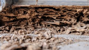 Termite Damage