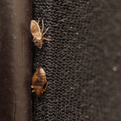 bed bug eggs on clothing