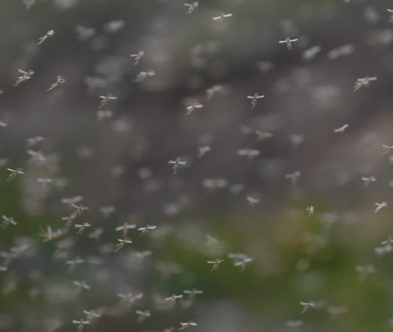 Common Pests You’ll Encounter In Charlotte, North Carolina Cramer