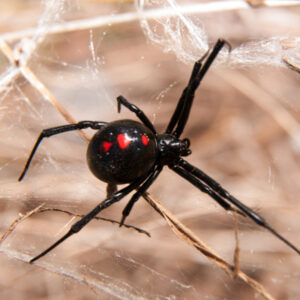 The black widow is the most venomous spider here in Concord, NC