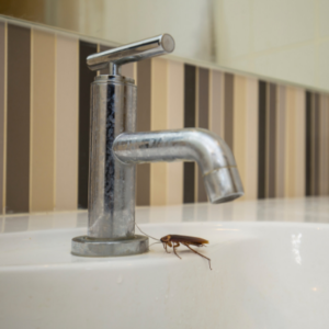 A cool fall pest prevention tip is to make sure your faucets aren't leaking as this can be an oasis for roaches and other pests.