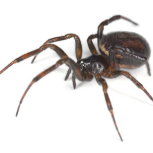 Venomous spiders in NC / SC and how to identify them