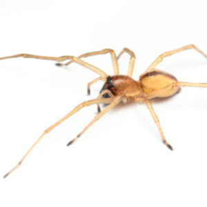 The yellow sac spider is one of the most venomous spiders invading Concord, NC homes this fall.