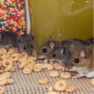 Properly sealing your food is a great fall pest control method to keep mice out of your pantry this fall and winter.