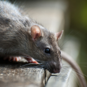 Fall rodent control will keep rats out of your Concord, NC kitchen this fall and winter.