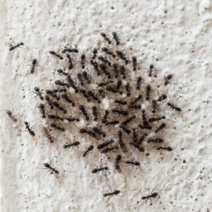 Your 2020 pest control plan can help prevent an ant infestation in your home this year.