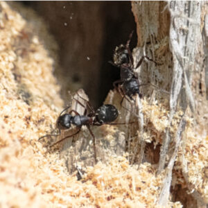 Carpenter ants and their massive colonies can cause a lot of damage to your home, that's why they're some of the worst pests to find in your North Carolina or South Carolina home.