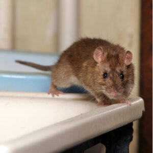 Rats are some of the most common rodent infestations here in Concord, NC, making winter rodent prevention essential.