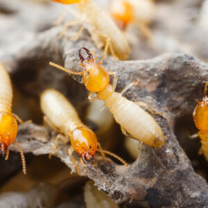 Termites have colonies that can reach over 2 million individuals, making them one of the worst pests to find in your South Carolina or North Carolina home.