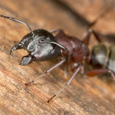 Carpenter ants are just some of the nasty pests that spring pest control services from Cramer Pest Control can protect your home from.