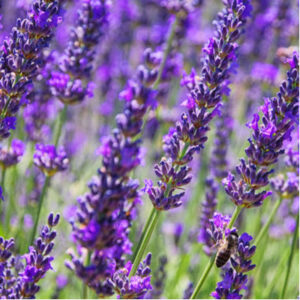 Lavender is another one of the best pest-repelling plants to plant in your lawn and garden this spring.