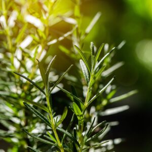 Rosemary is one of the best pest-repelling plants to add to your South Carolina or North Carolina lawn and garden.