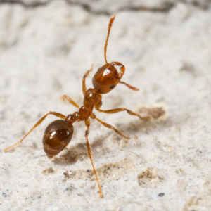 Fire ant on sand