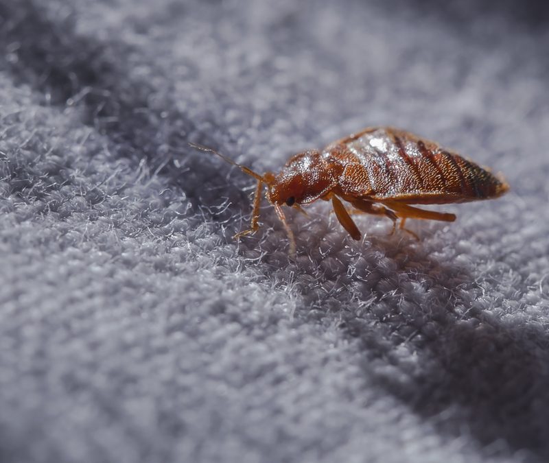 Bed Bug Facts and How to Avoid Them Cramer Pest Control