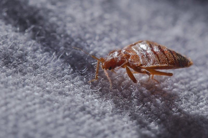 Bed bug on grey fabric